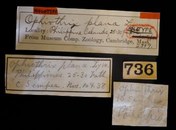 Media type: image;   Invertebrate Zoology OPH-2397 Description: Original handwritten specimen labels;  Aspect: labels